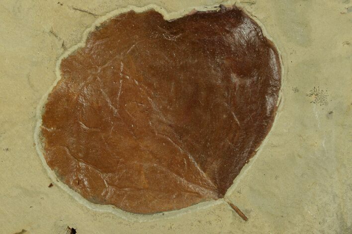 Fossil Leaf (Zizyphoides) - Montana #269354